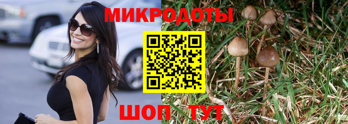 Псилоцибиновые грибы Psilocybe Каменск-Шахтинский